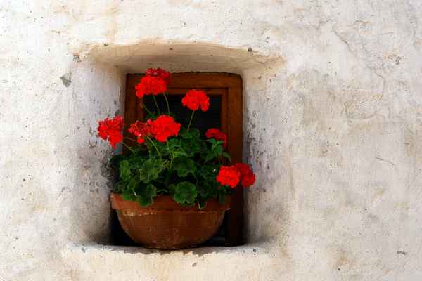 Blumenfenster in altem Gemäuer