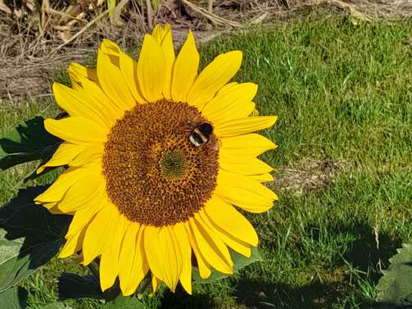 Hummel an Sonnenblume!