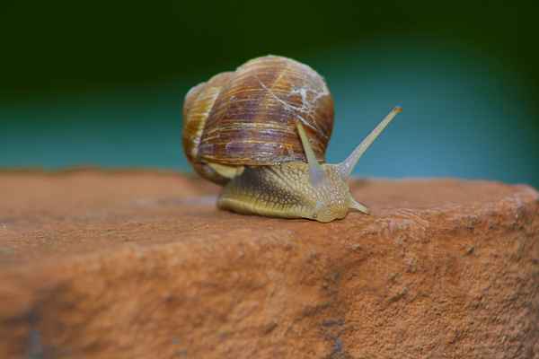 weinbergschnecke