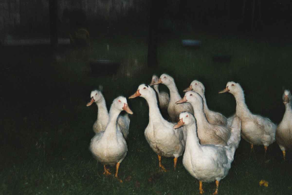 Gänse in der Nacht