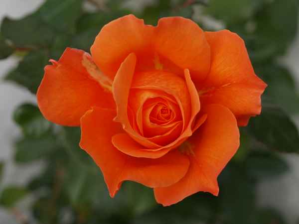 Rose in orange
