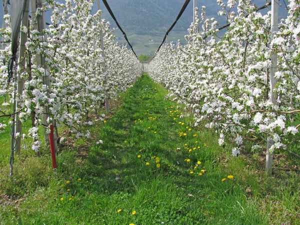 Südtirol: Apfelblüte 01