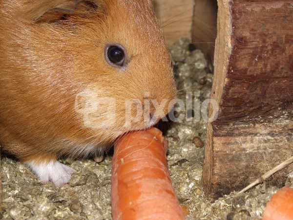 Meerschwein mit Karotte