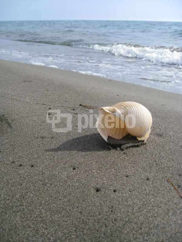 Muschel im heißen Sand