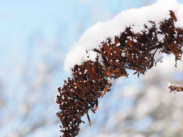 sommerflieder mit haube