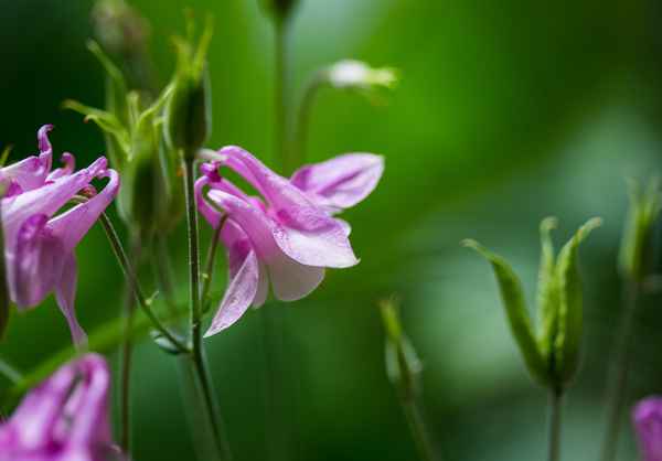 zarte Blüte - knackige Kontraste