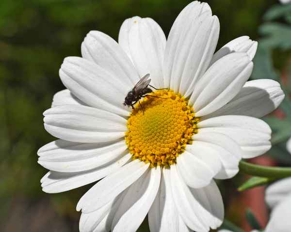 Margeritenblüte . . . .
