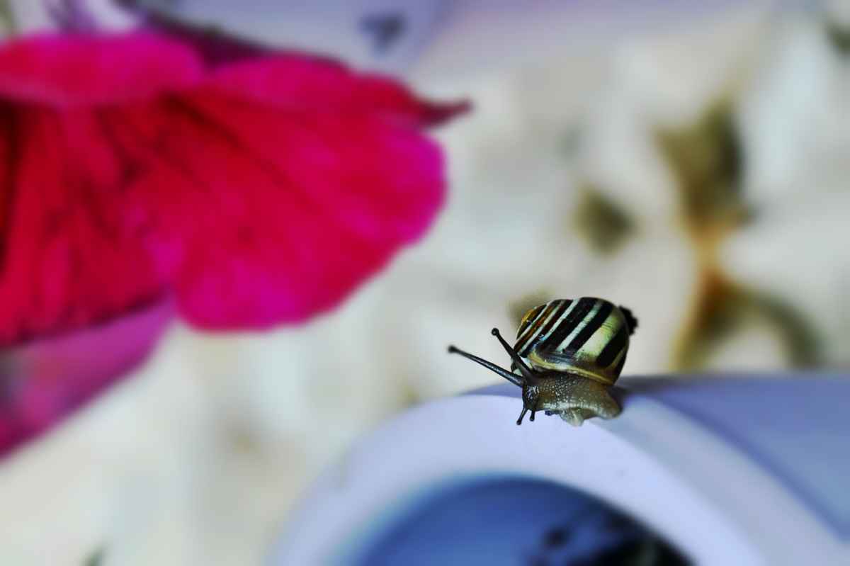 Schnecke mit unscharfen Hintergrund