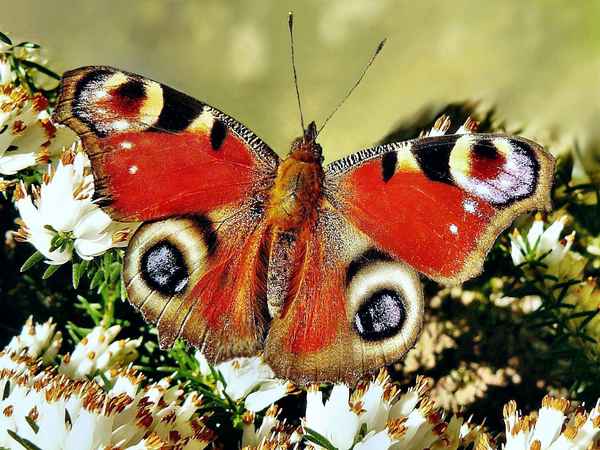 "Pfauenauge im März"