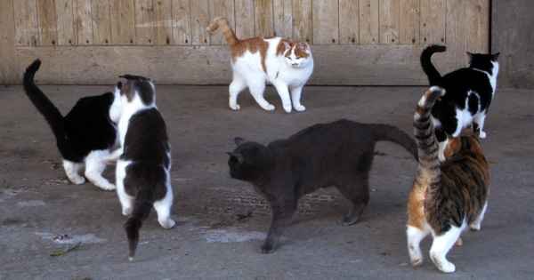 Katzen-Grossfamilie