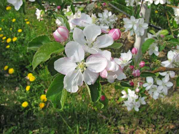 Südtirol: Apfelblüte 03