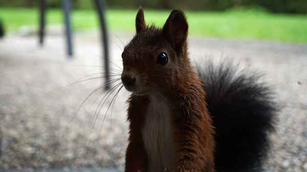 Eichhörnchen schaut durch Fenster