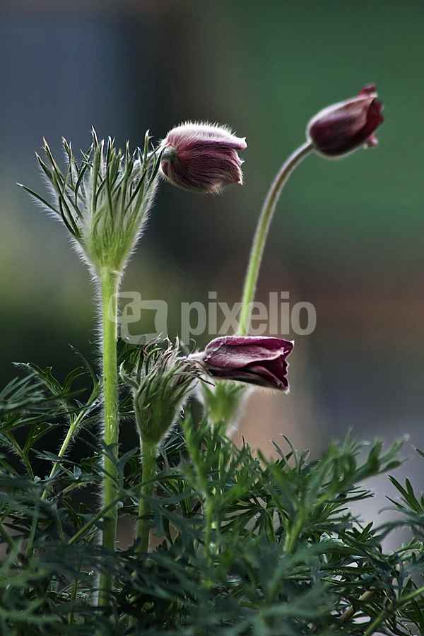 Herbstblumen?
