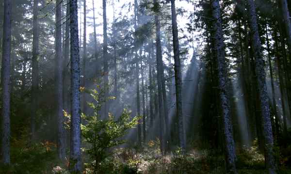 Morgenstrahlen
