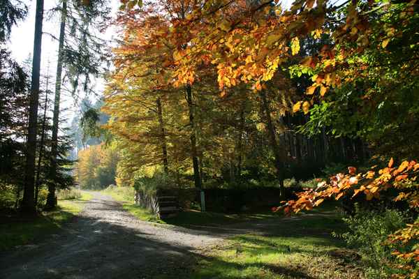 Leuchtender Herbstwald_2