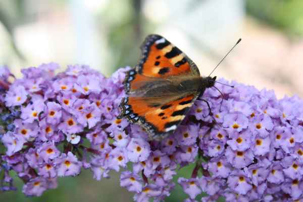 Schmetterling