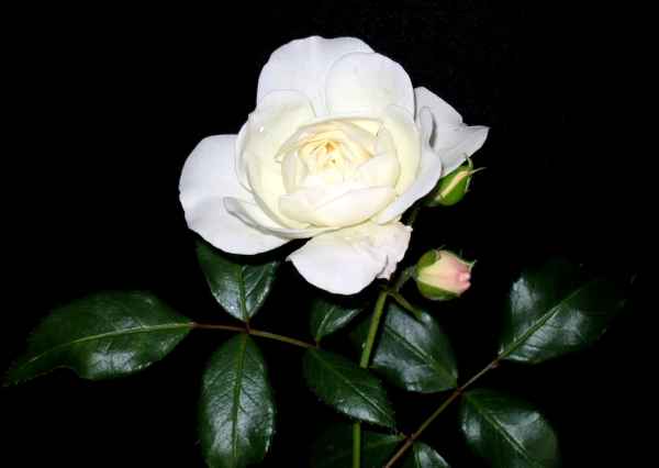 Eine weiße Rose