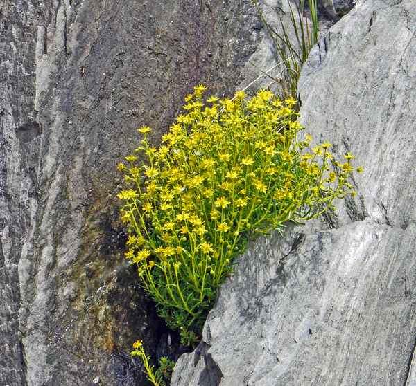 Ich beiss' mich durch !