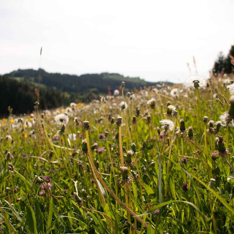 Allgäuer Wiese 2