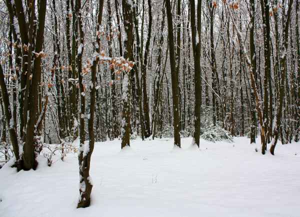 WINTERWALD II