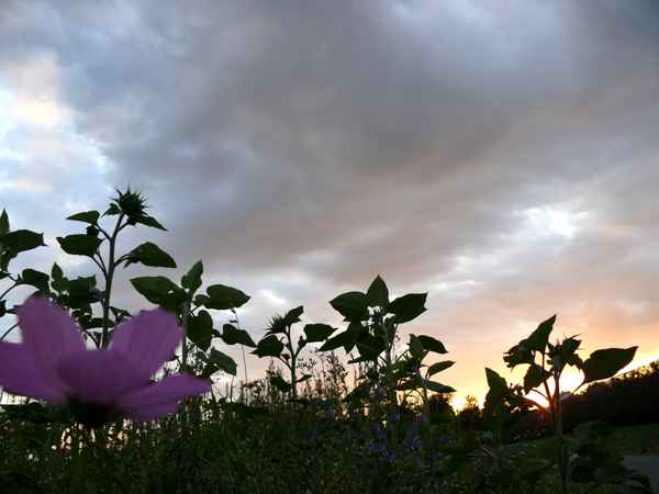 Abendsymphonie