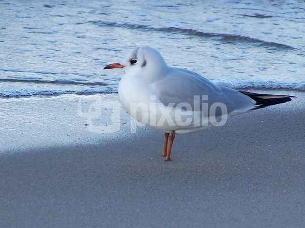 Möwe