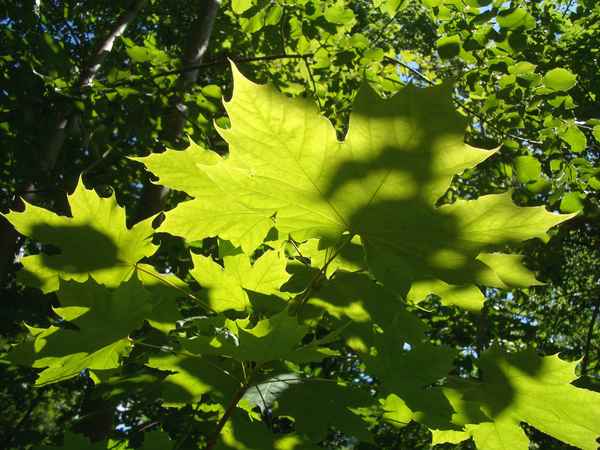 Blätter im Gegenlicht