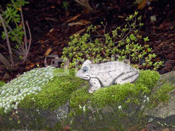 Frosch im Moosbett