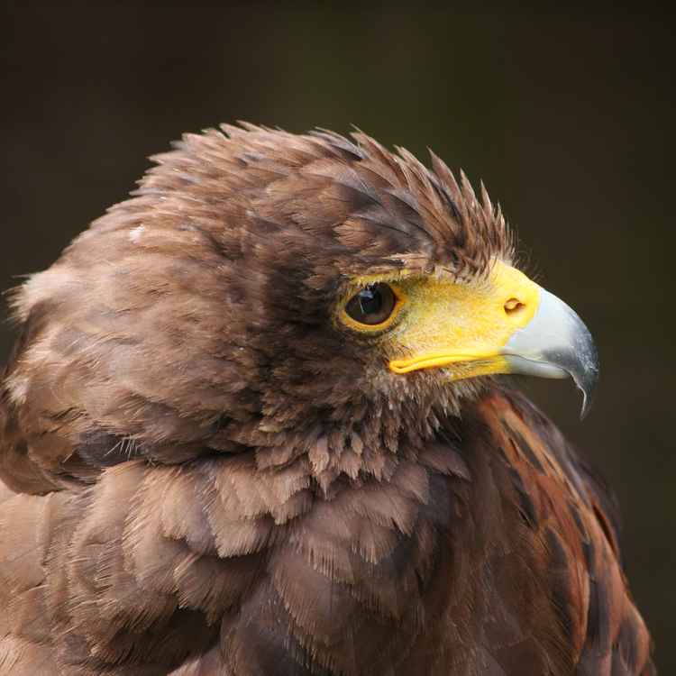 Adler3