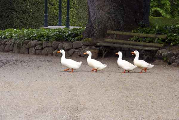 Im Gänsemarsch voraus