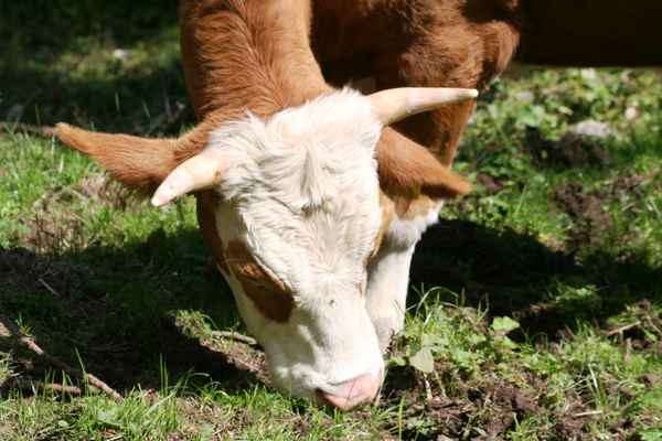 Stier
