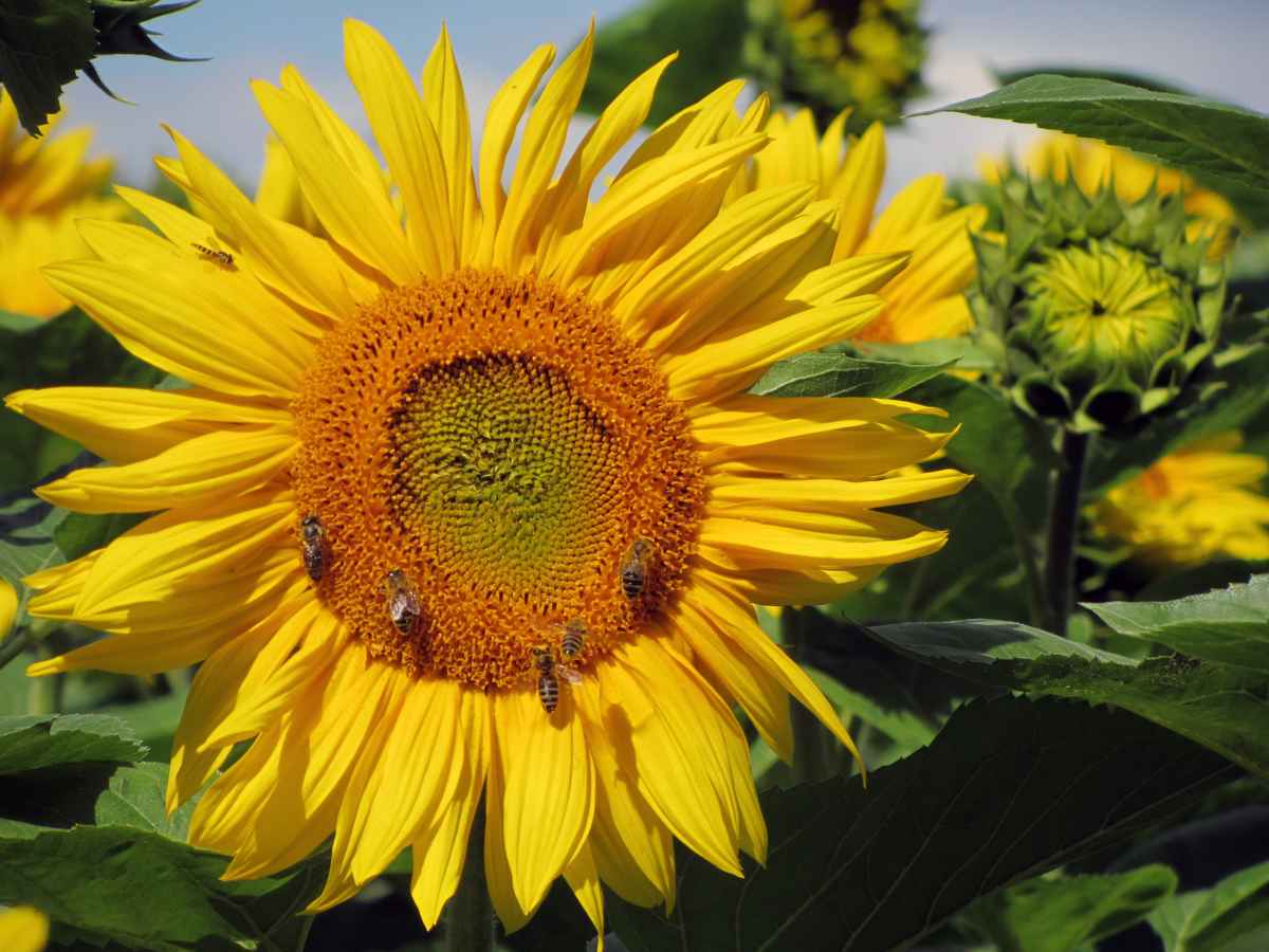 Sonnenblume II