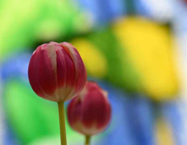 Tulpen vor Buntglasfenster II