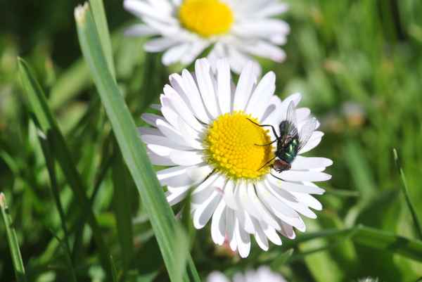 Fliege auf Gänseblume