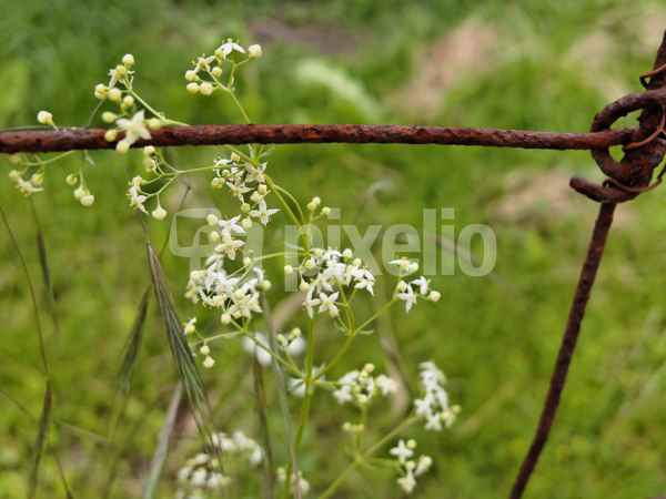 Rost für Blüten