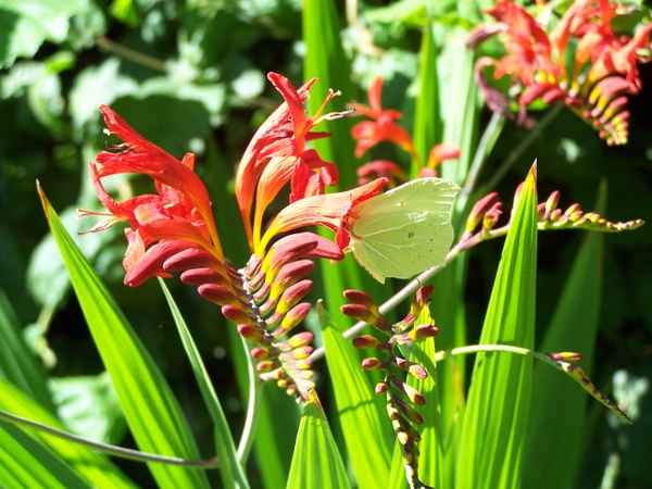 hungriger Zitronenfalter