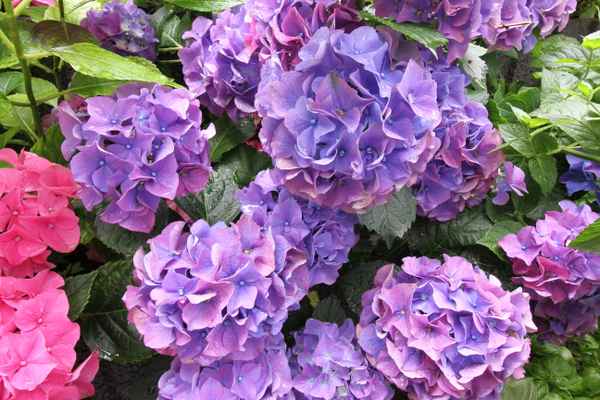 Bauernhortensie Blau
