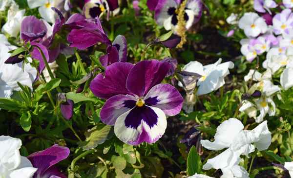 Garten.Blicke