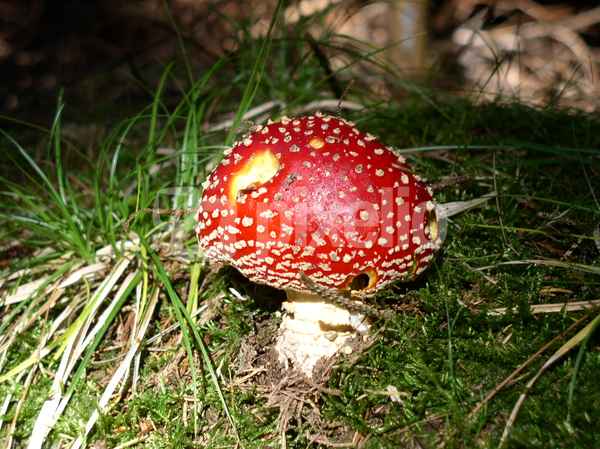 Fliegenpilz