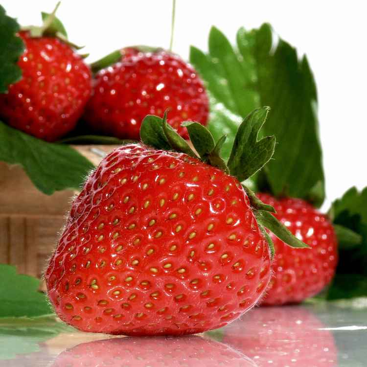 Strawberries (nur redaktionelle Nutzung)