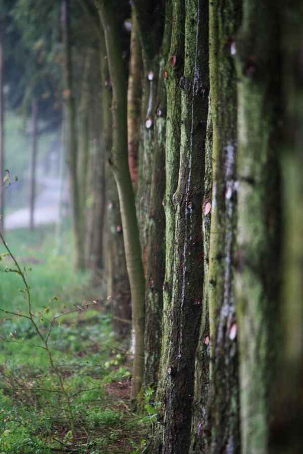 aus der Reihe getanzt