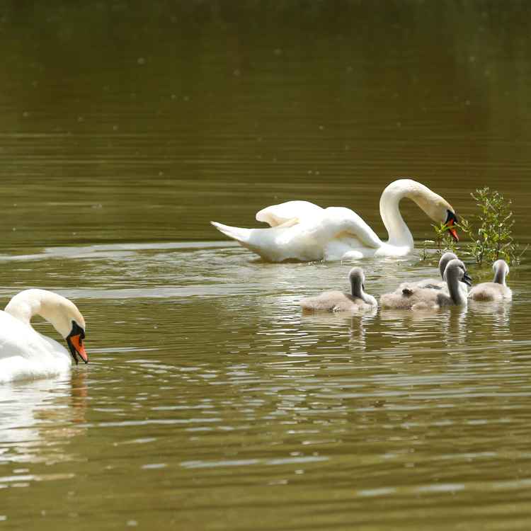 Auf Futtersuche mit der Familie