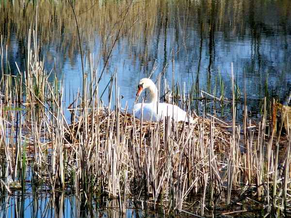 Schwan 06