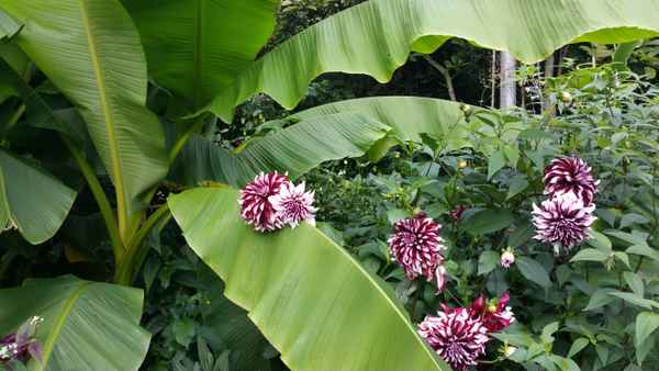 Dalien Blüte auf Bananenblatt