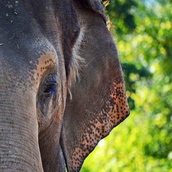 Elefant