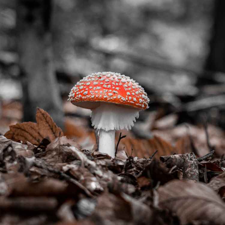 Fliegenpilz colourkey