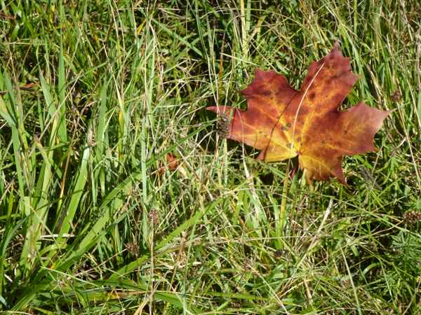 ein letztes Blatt