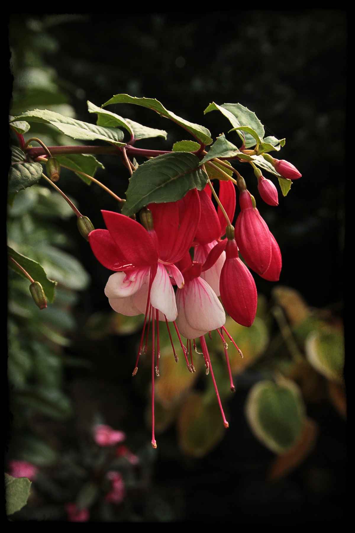 Fuchsie