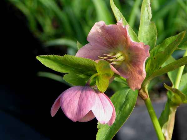 Helleborus Orientalis