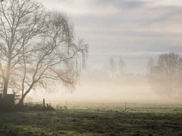 nebel in den wiesen 4